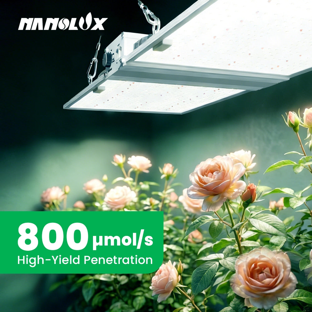 Nanolux RG300 PPFD and canopy coverage
